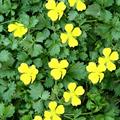 spring cinquefoil
